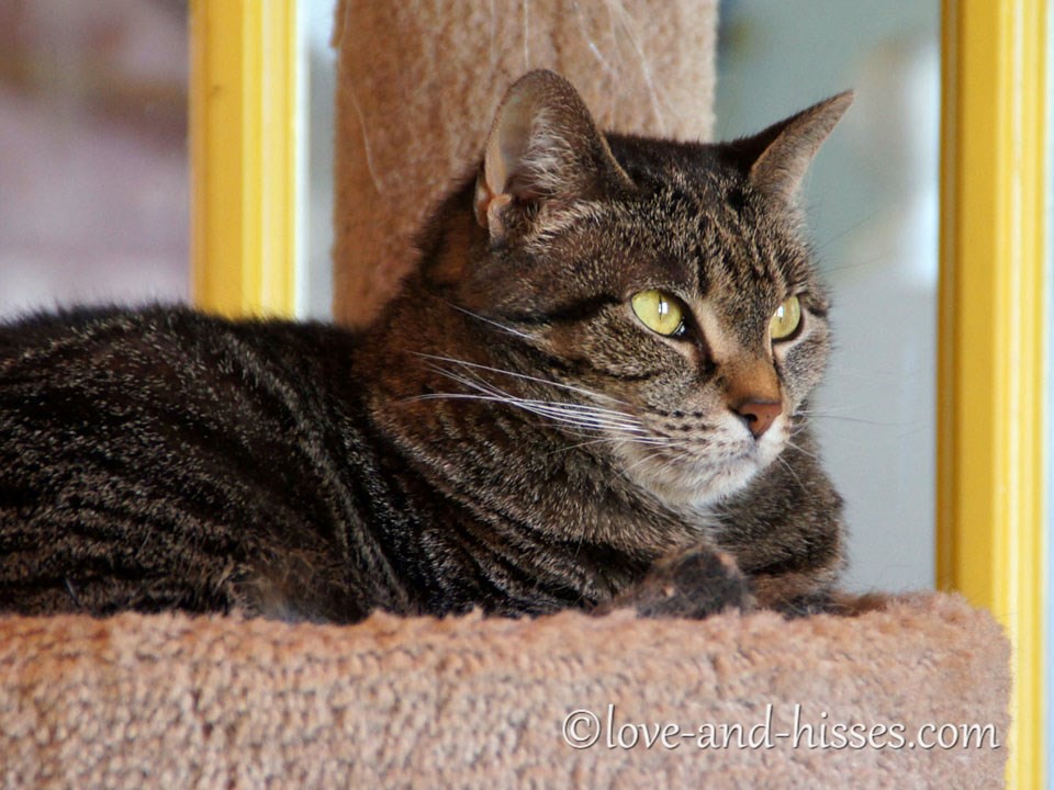 2014032523 Cats of Challenger's House. Robyn Anderson Flickr