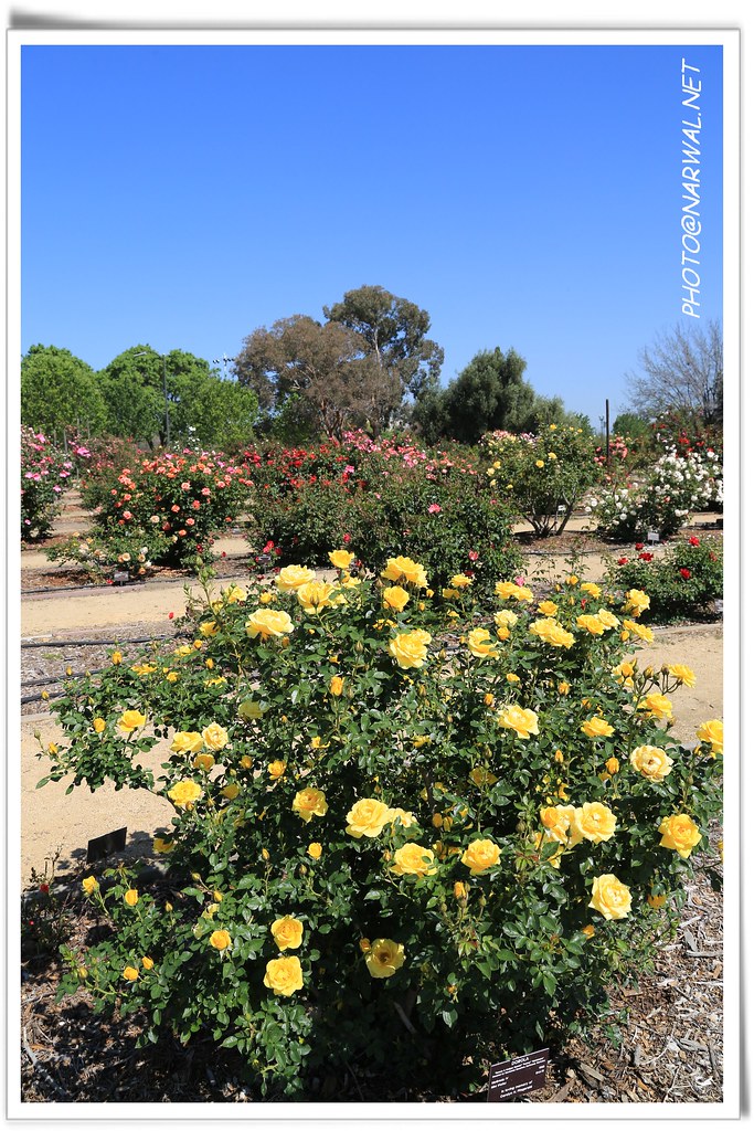 San Jose Heritage Rose Garden San Jose Heritage Rose Garde… Flickr
