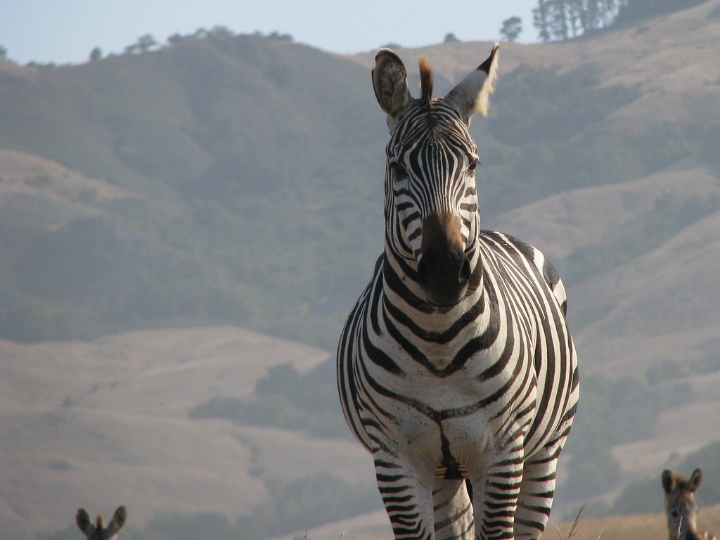 Wild zebras in San Simeon, CA The closest we've ever seen … Flickr