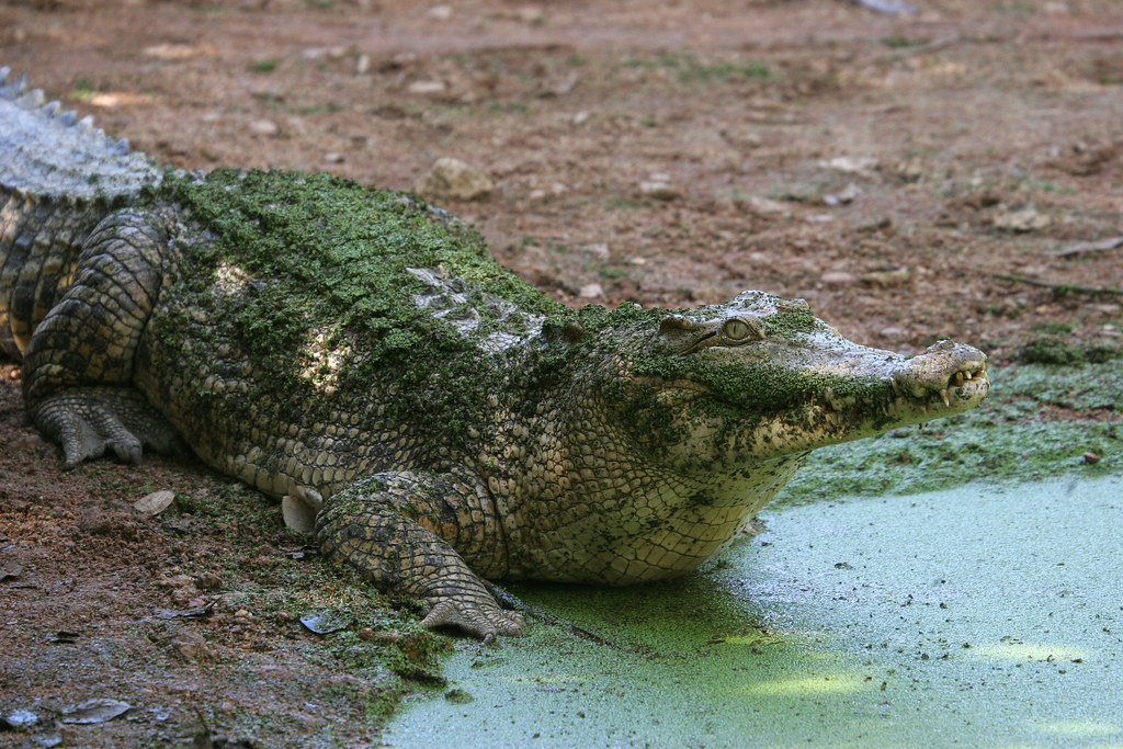 croc Crocodile at the Townsville Billabong Sanctuary joolsgriff