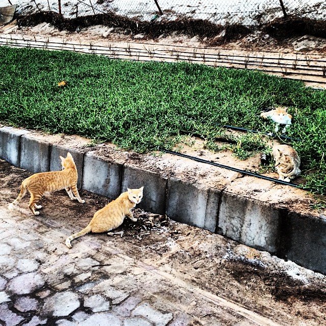 Wild Cats of Abu Dhabi There are a lot of wild cats around… Flickr