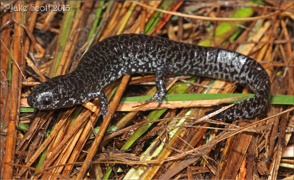 Frosted Flatwoods Salamander (Ambystoma cingulatum) Flickr
