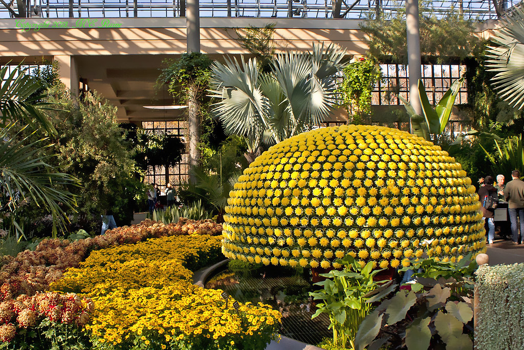 Thousand Bloom Chrysanthemum (Japanese Floral Art, 1 of 5)… Flickr
