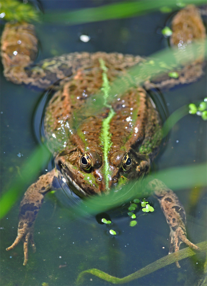 Pool frog Pool frog (_Pelophylax lessonae_) at the New For… Flickr