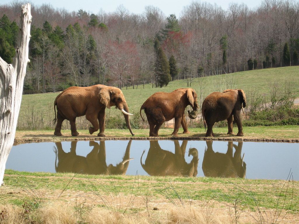 Three Elephants Three elephants taking a walk at the zoo. Todd
