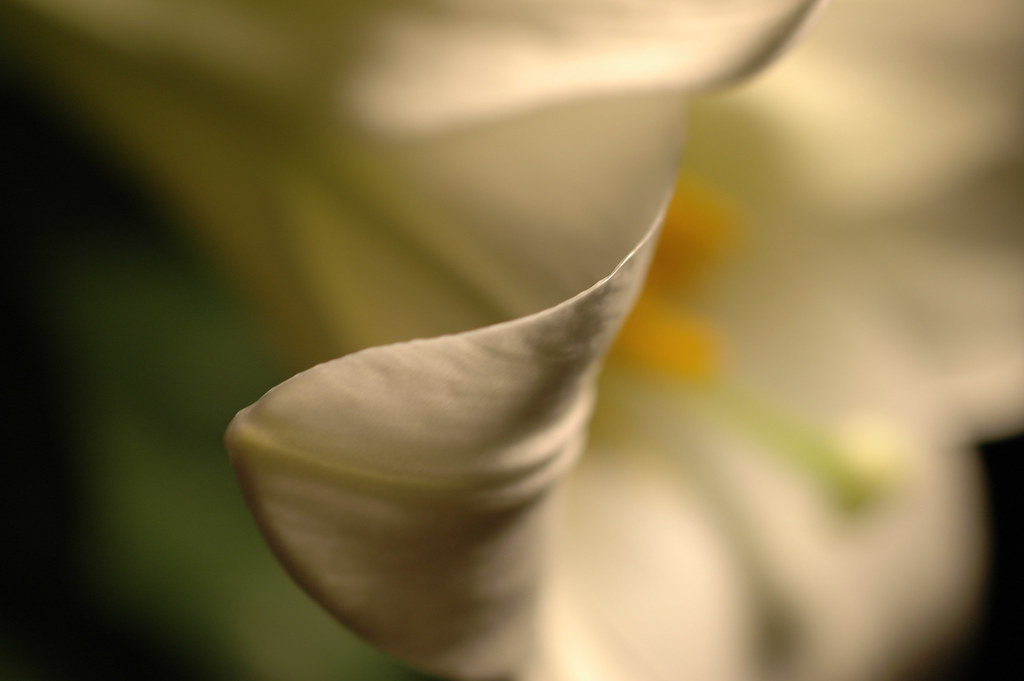 Lily Petal Caring for Live Easter Lilies * Flowering Perio… Flickr