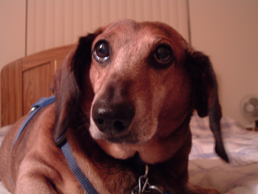 EricSix This is our Dachsund Eric. He is 13 years old and ??? Flickr