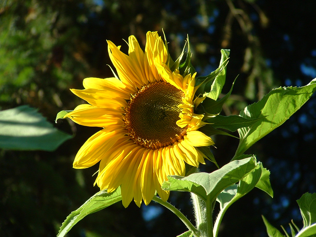 September Sunflower Sunflower in September. countrygirl8686 Flickr