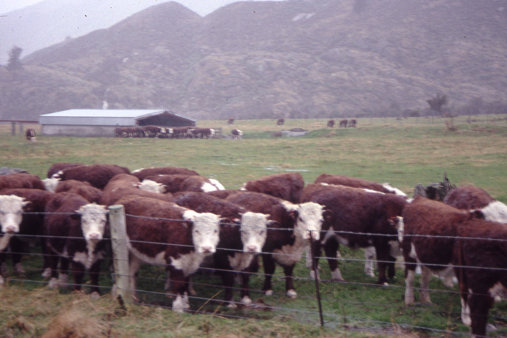 Cattle, Hwy 6 Cattle, Hwy 6 South Island, New Zealand May … Flickr