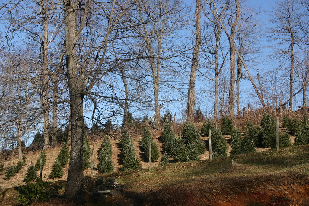 Elevation of Phipps Rd, Sparta, NC, USA Topographic Map Altitude Map