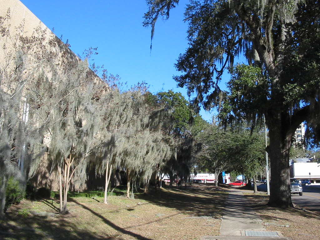 spanish moss to the extreme tallahassee, florida, usa. "Sp… Flickr