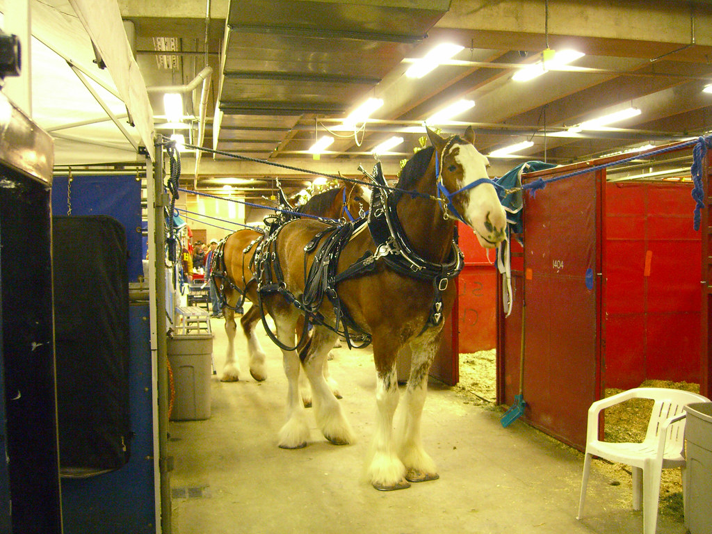 Clydesdales Clydesdales from the National Western Stock Sh… Flickr