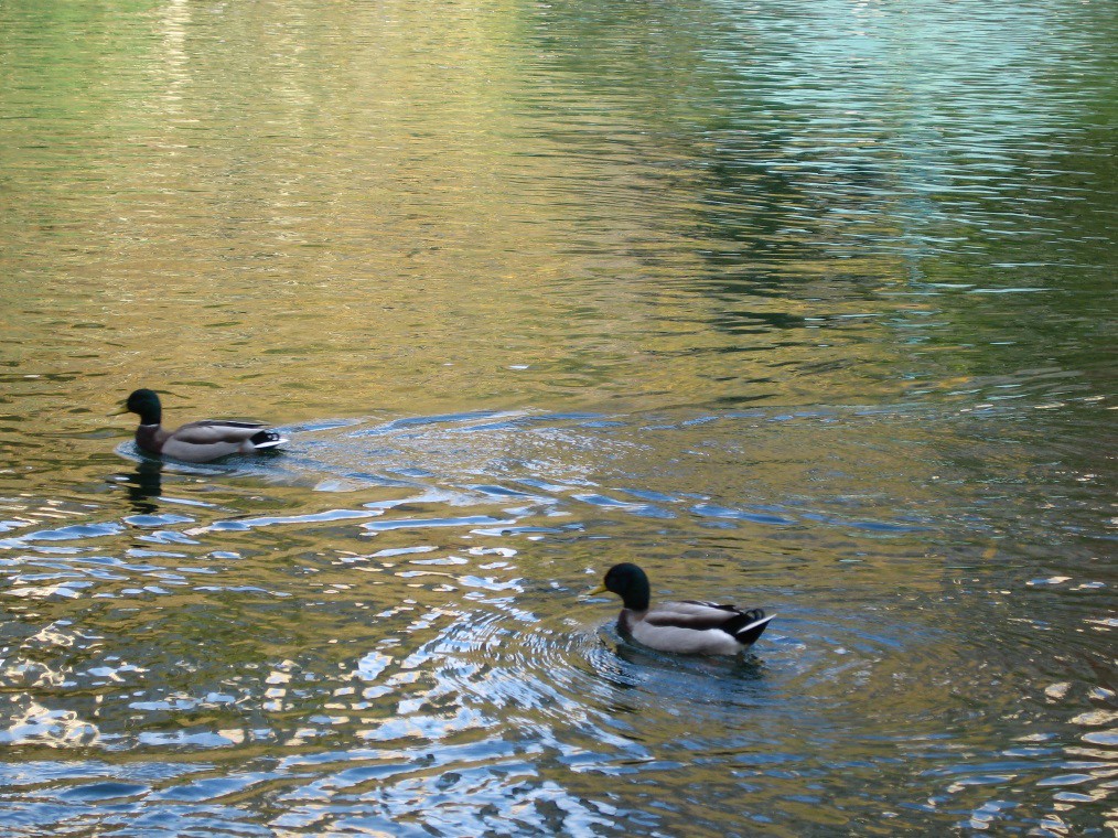 Ducks in Central Park, NYC 2/10/06 a photo on Flickriver