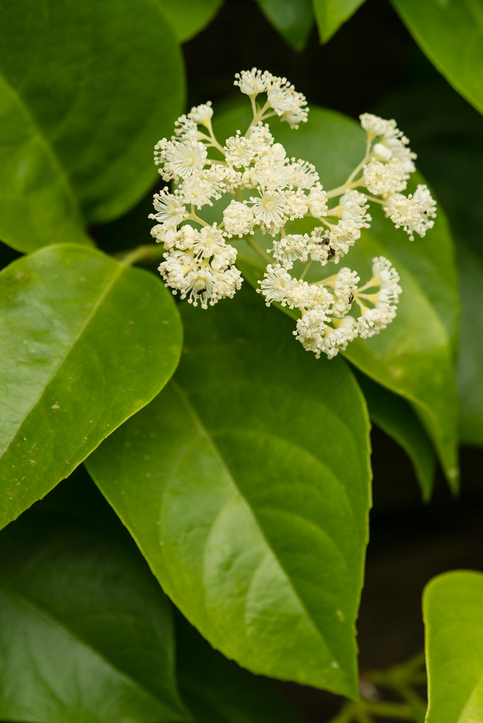 Decumaria barbara (Climbing Hydrangea) North Carolina Arbo??? Flickr