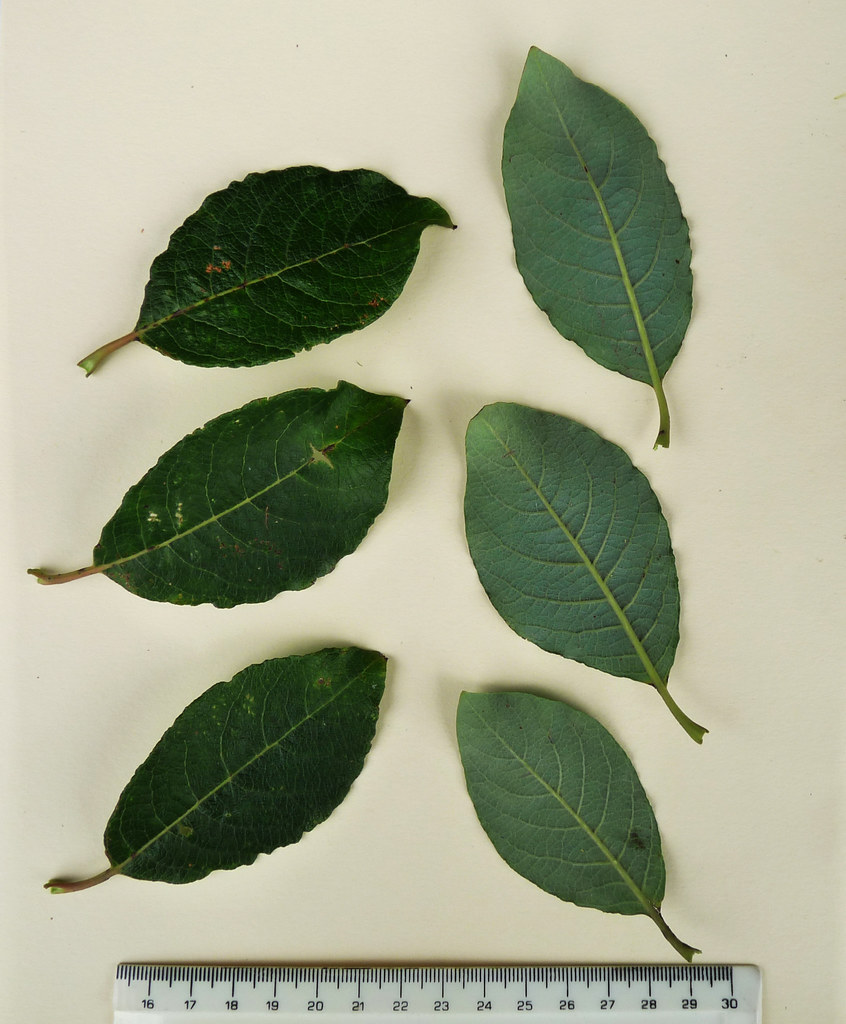 Salix x reichardtii, (Salix caprea x S. cinerea), Plym Val… Flickr