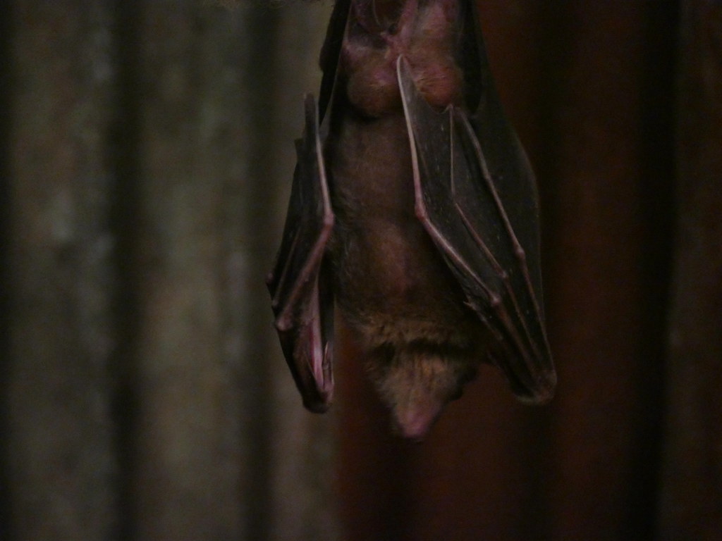 81/117 in 2017 Herbivore Egyptian Fruit bat in the bat c… Flickr