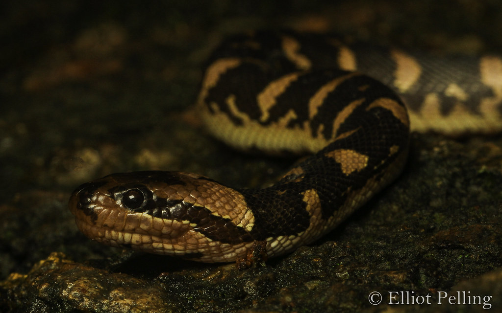 Beautiful Baby Puff Faced Water Snake Homalopsis buccata… Elliot