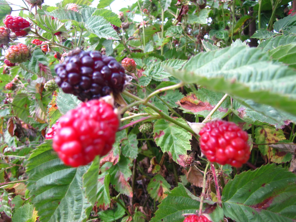 Boysenberry Boysenberry Terry Howes Flickr