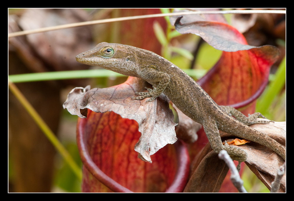 Green Anole (Anoles carolinensis) Green Anole (Anoles caro… Flickr