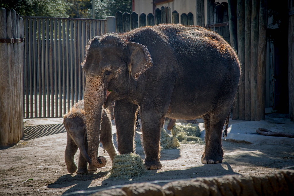 OT6A0484 The new baby elephant at the Fort Worth Zoo. Robert