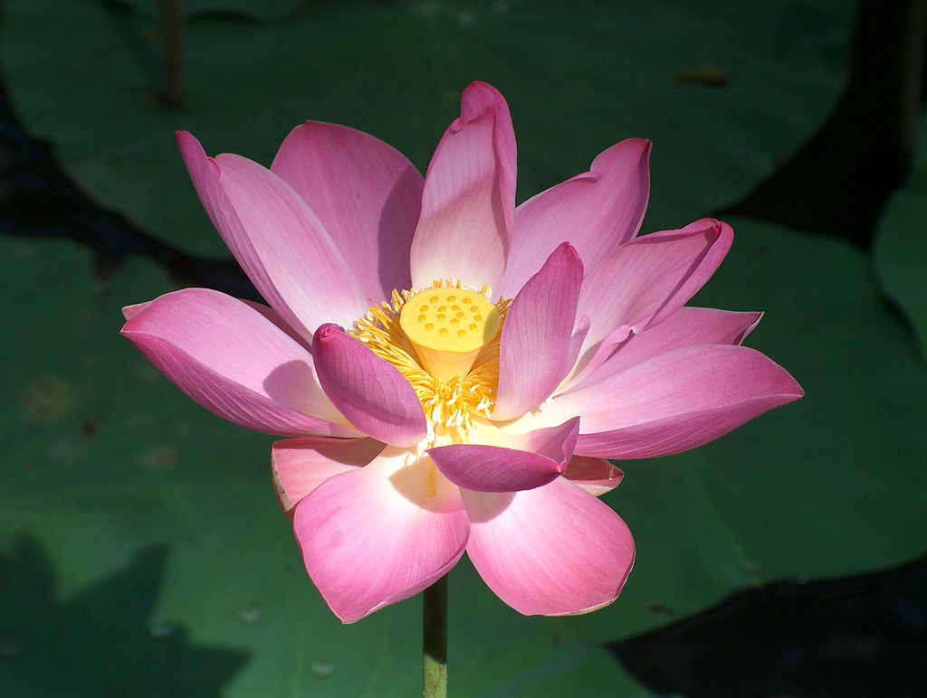 Indonesia Bali Lotus Flower 3 Nelumbo nucifera, also… Flickr