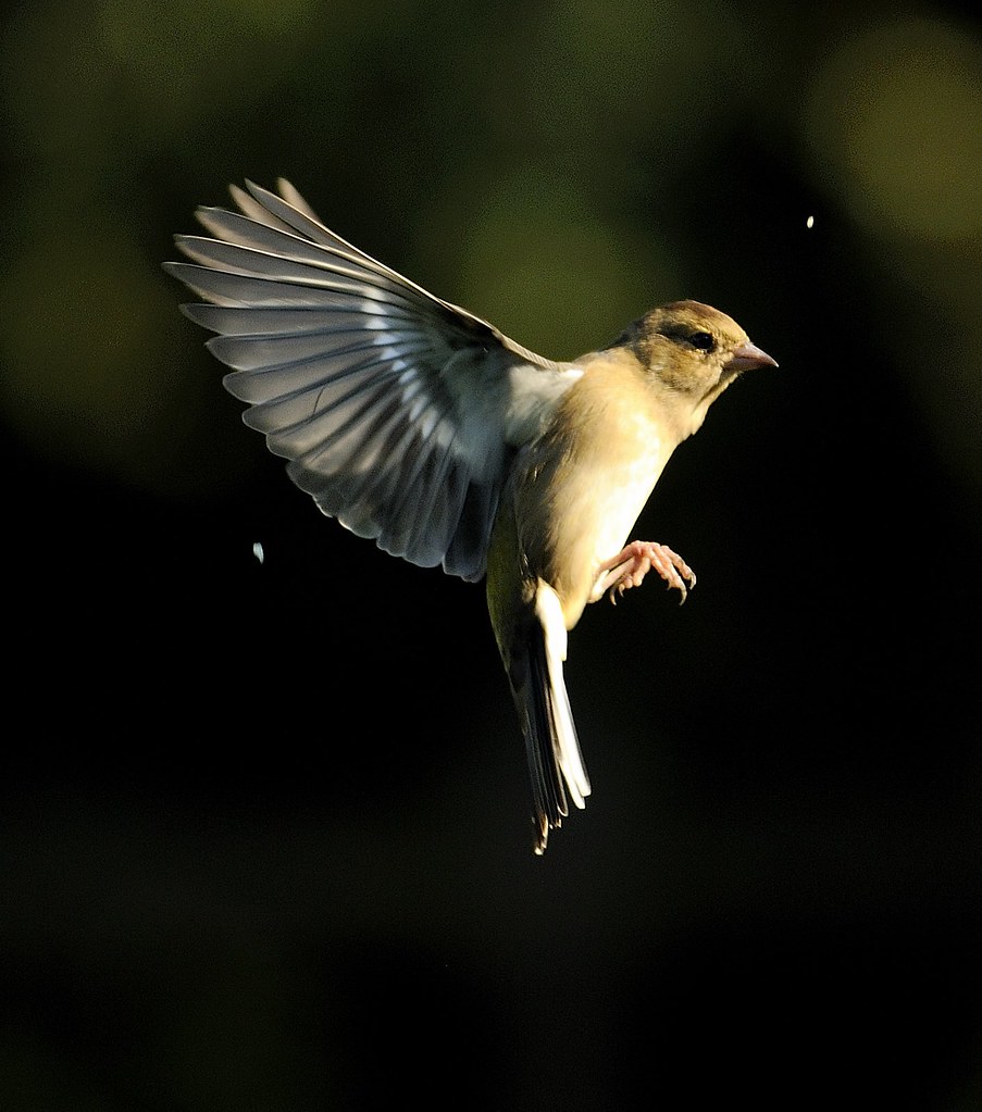 Bird on the Wing Jamie Flickr