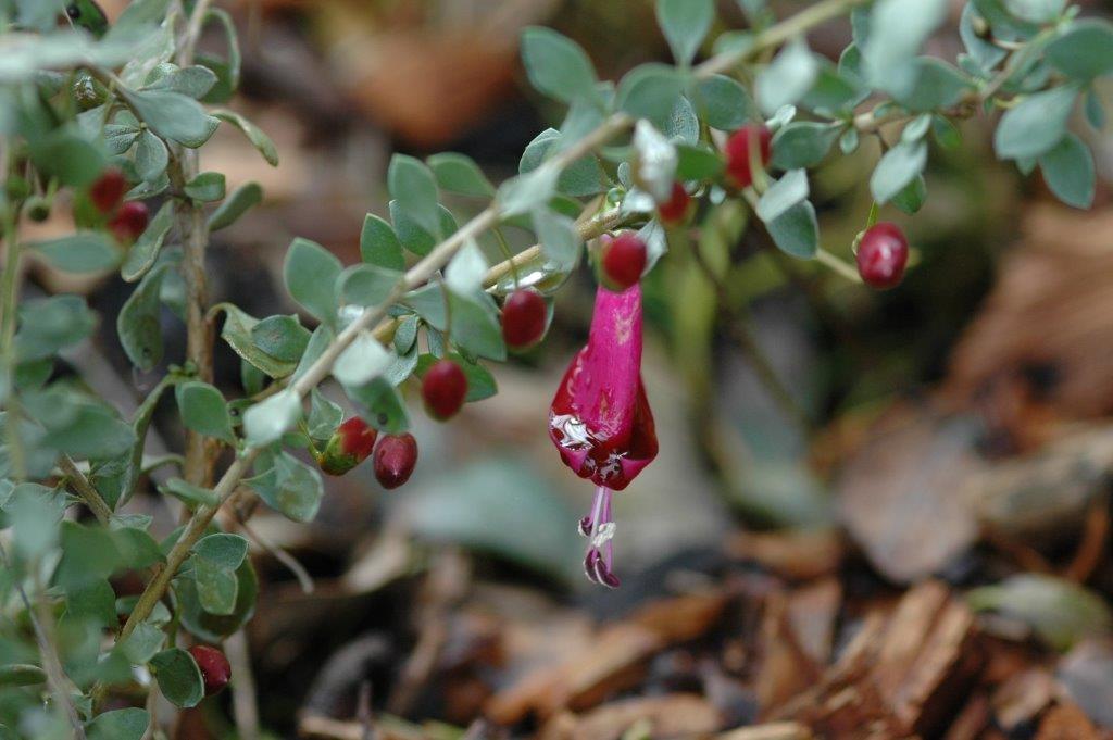 Eremophila maculata red (red emu bush)_7949 Deb Flickr