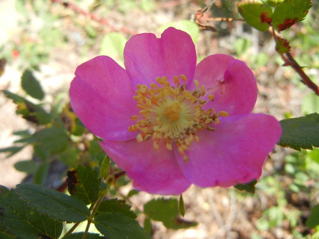 California Wild Rose (Rosa californica 'Elsie') at Santa B… Flickr