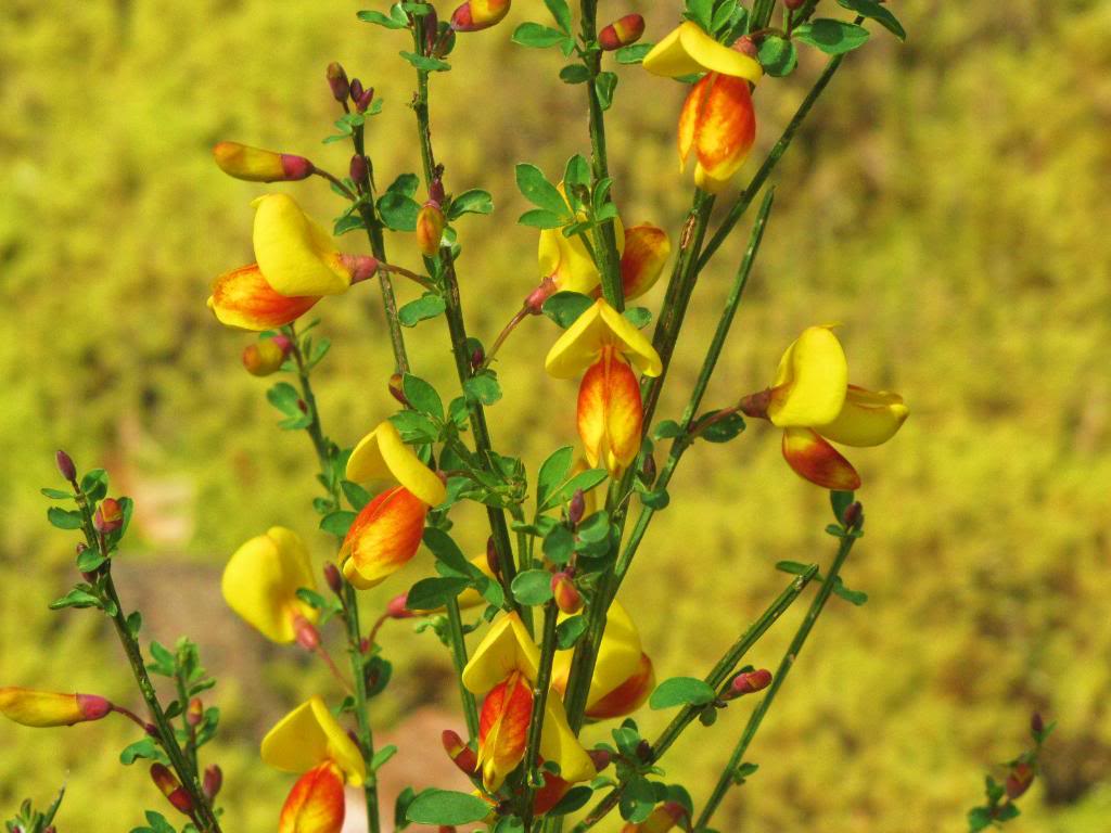 Scotch Broom Cytisus scoparius Edible Parts Flowers. Ed… Flickr