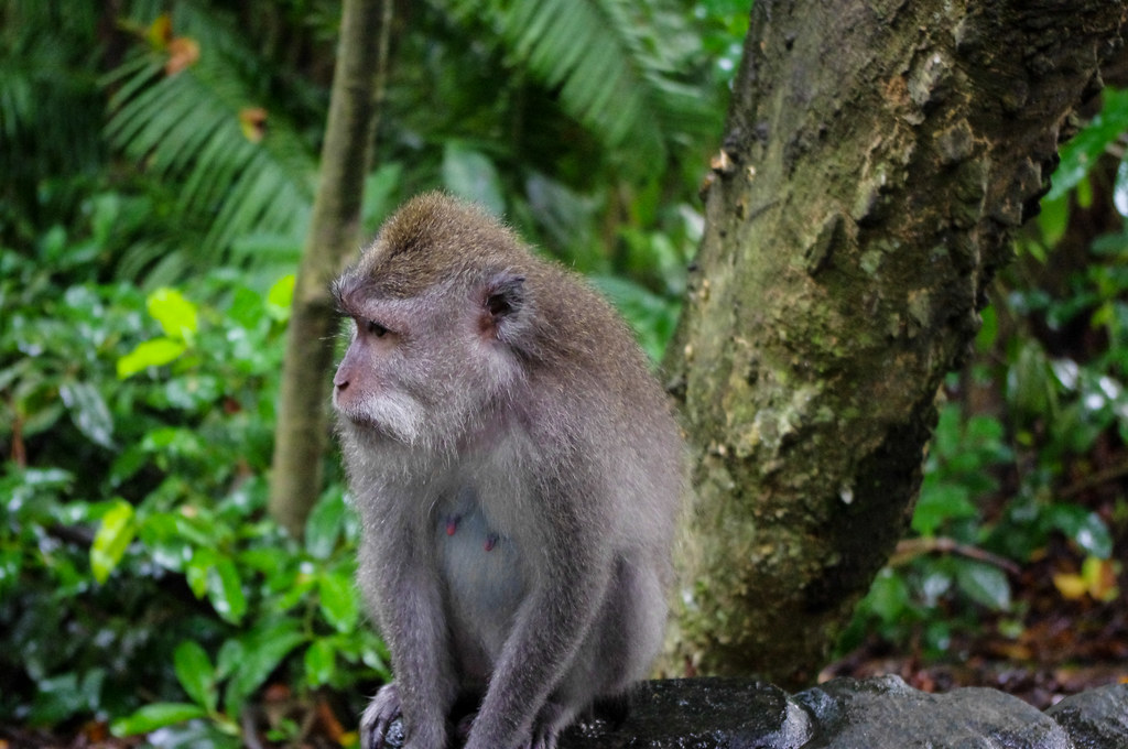 Crabeating macaque at the Monkey Forest in Ubud, Bali Flickr