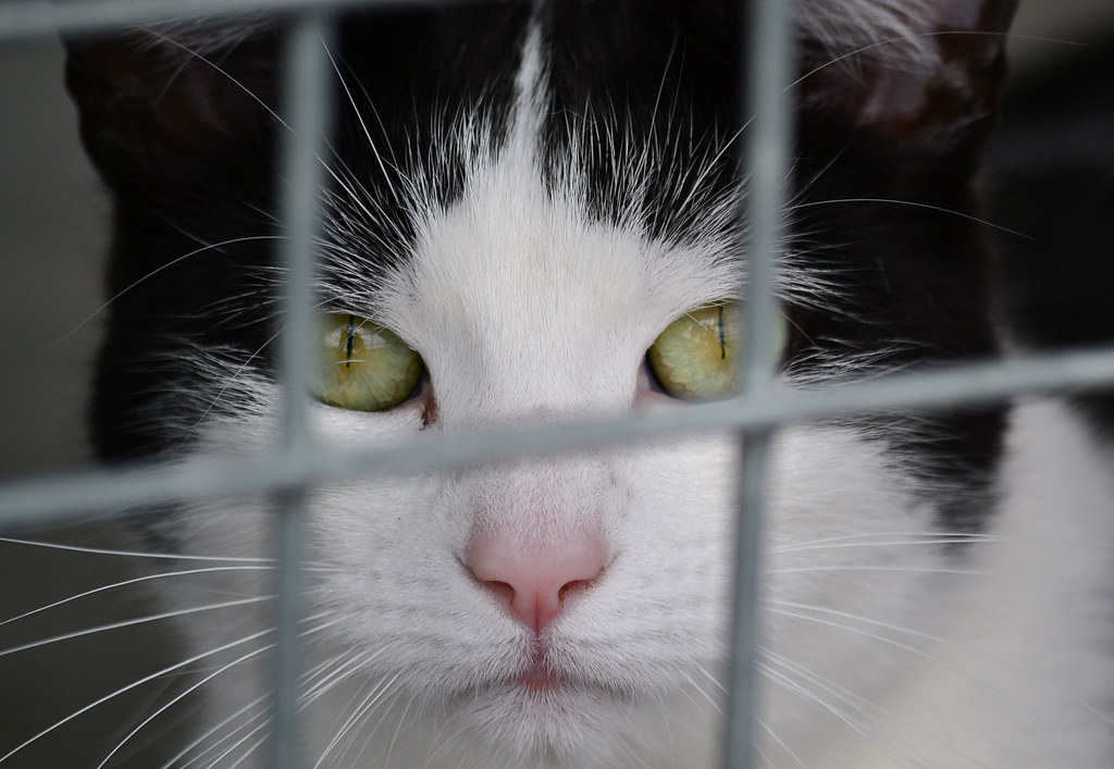 cat DSPCA so sad to hear some of these poor animals pasts Flickr