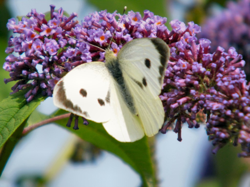 Large White Butterfly 3 Siaron James Flickr