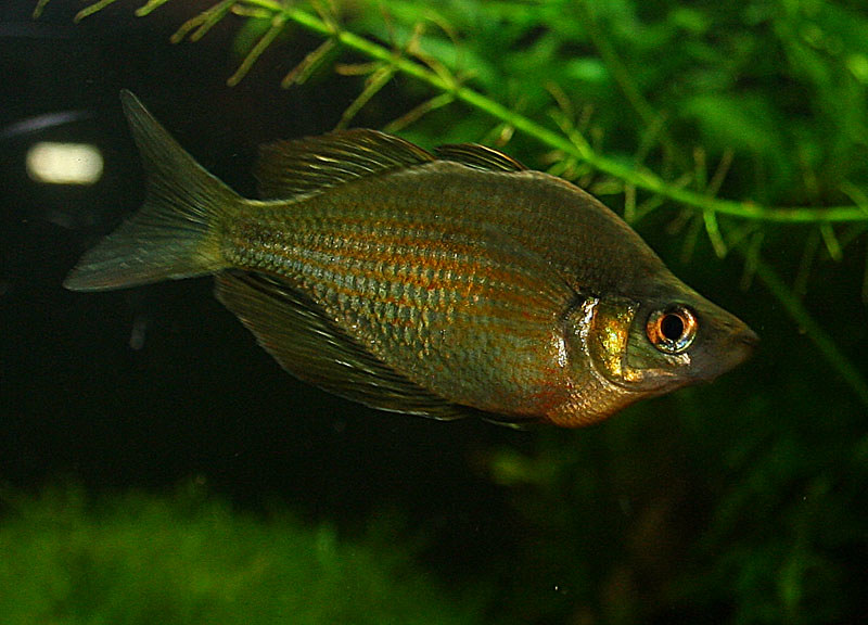 10 Best Bala Shark Tank Mates (With Pictures) AquariumNexus