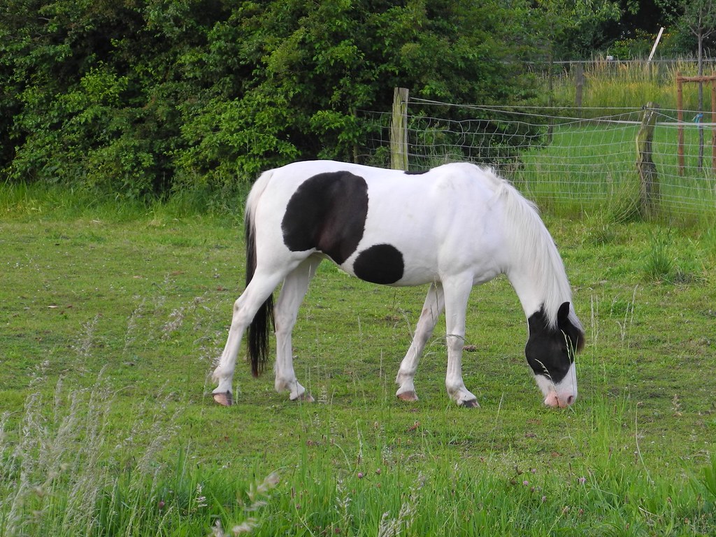 Hungry Horse Just a random horse early in the morning Klaus Tenter