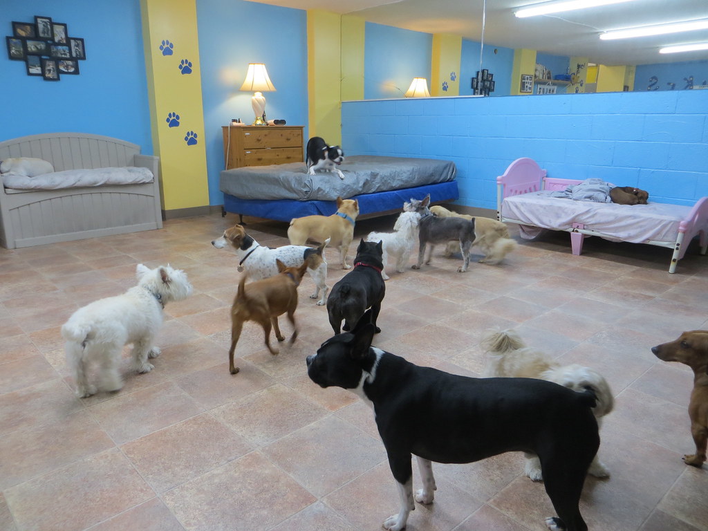 small dog play Ohana Doggie Day Care Flickr