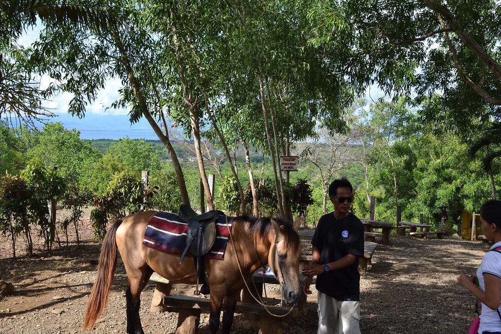 Horse riding on Baker's Hill There were not many takers fo… Flickr