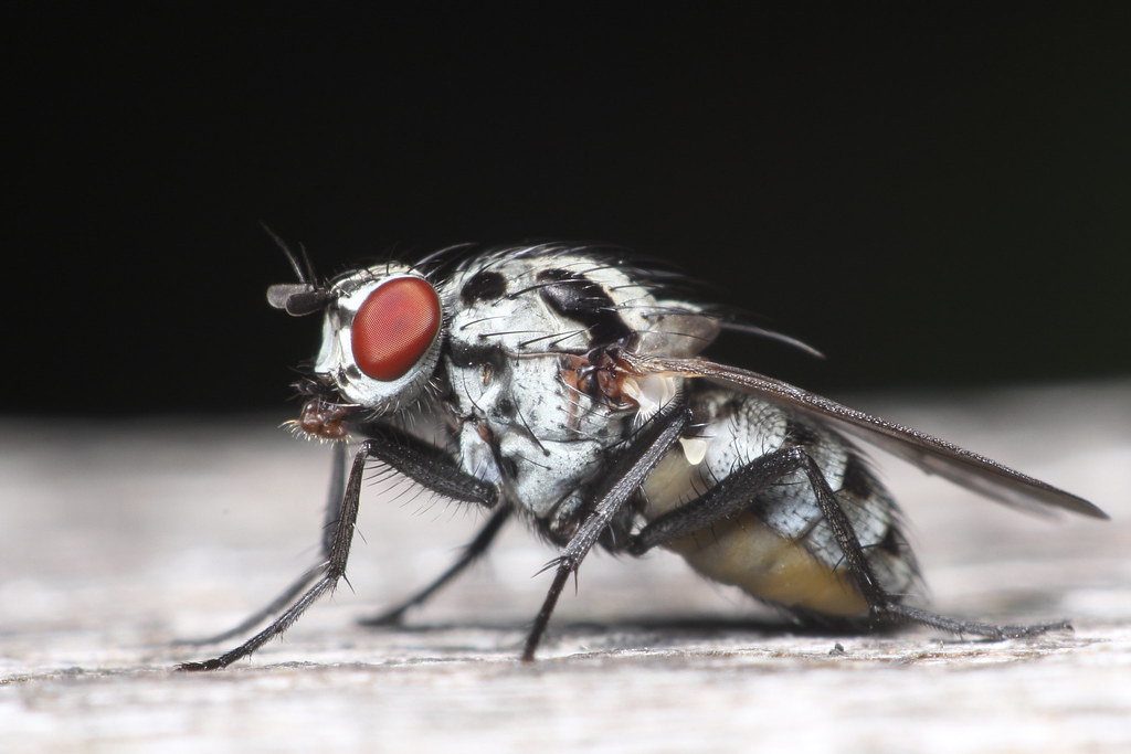 Black & White fly As you can see, I am a world renowned en… Flickr
