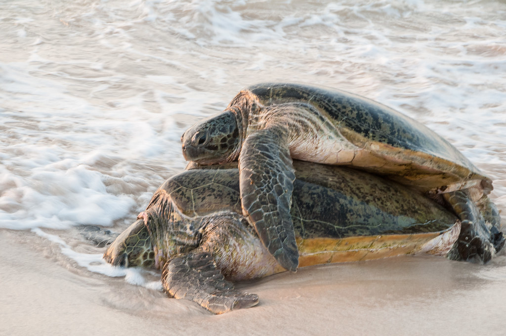 Turtles mating on the beach Graeme Churchard Flickr