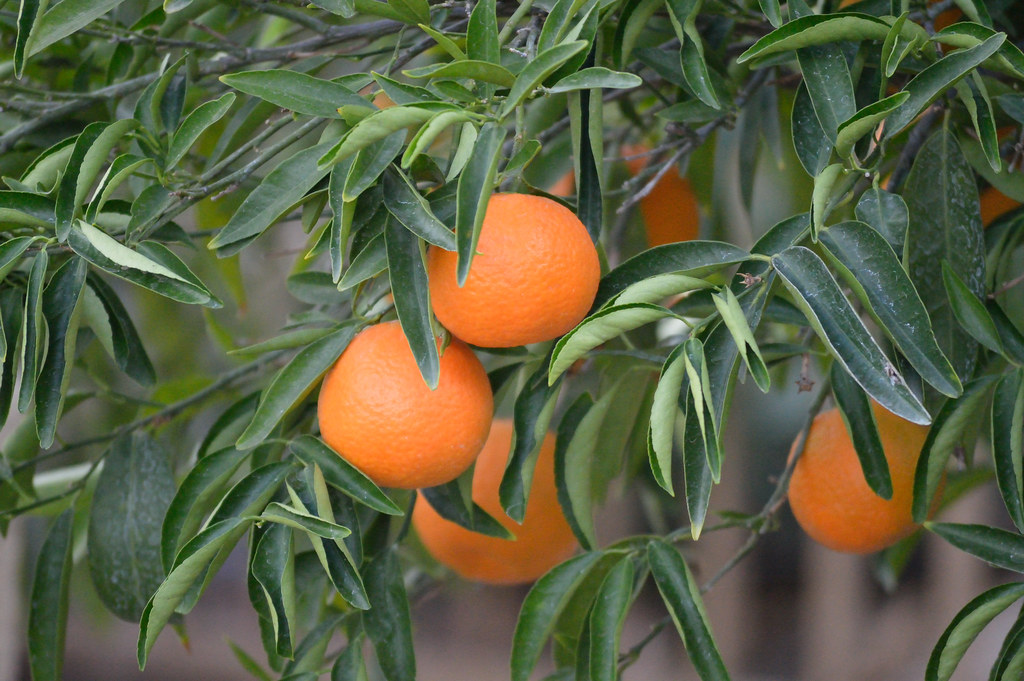 DSC_1196 Our crop of moroccan tangerines. Clarke Isackson Flickr