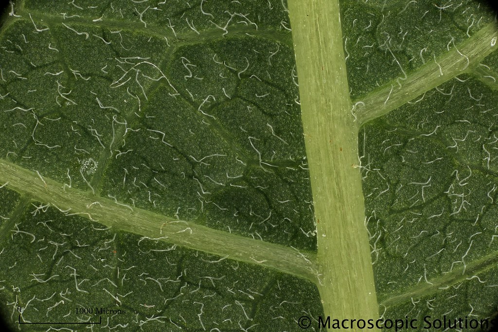 Stomata test on Poinsettia Leaf You can download or view M… Flickr