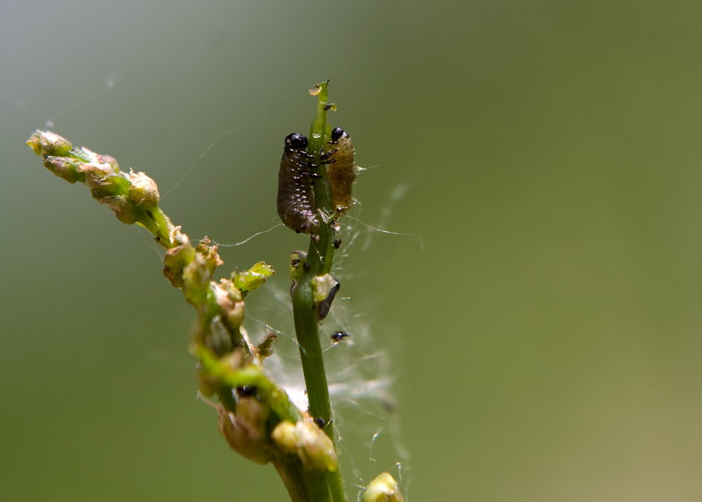 Asparagus Beetle Larvae Ben Hyrman Flickr