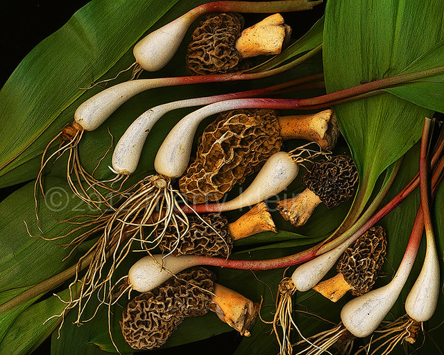 Morels and Ramps Marty Klein Flickr