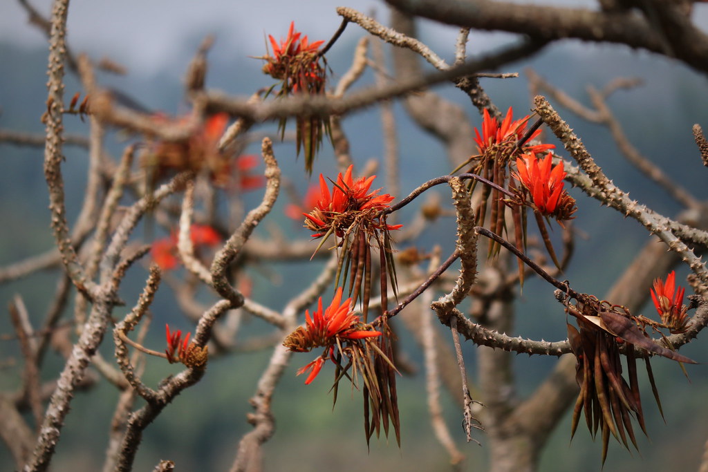 Erythrina Variegata Mandar flowers S03 Ashraf Siddiqui Flickr