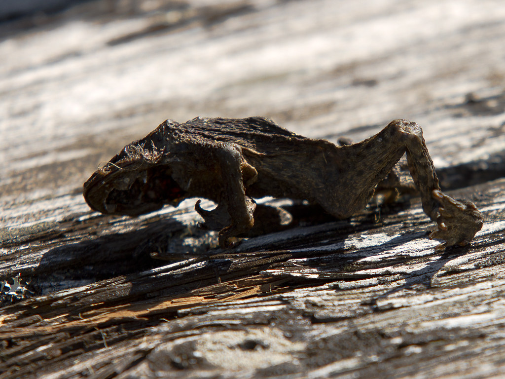 Zombiefrog/Explore Vidar Ringstad Flickr