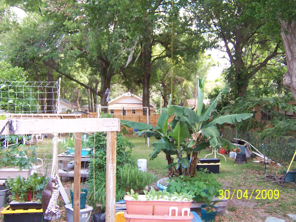 growing bananas in a square foot hydroponic system Flickr