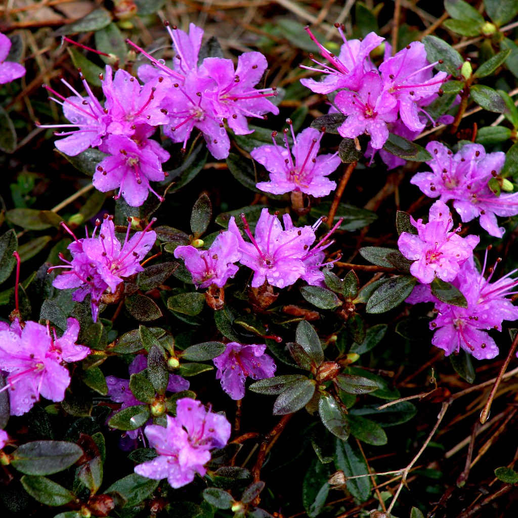 Lapland Rosebay (Rhododendron Lapponicum) Under the same moon... Flickr