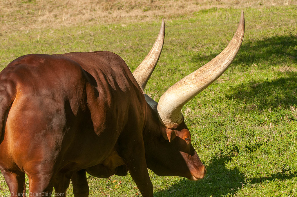 African Cow a photo on Flickriver