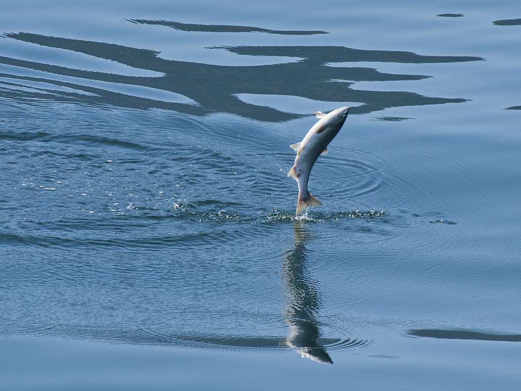 salmon_leapingFrederick_Sound_4235 chum salmon leaping On… Flickr