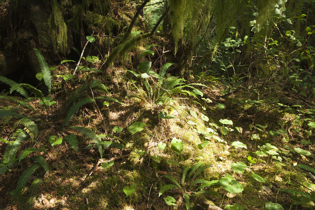 plants grow well in oregon dan Flickr