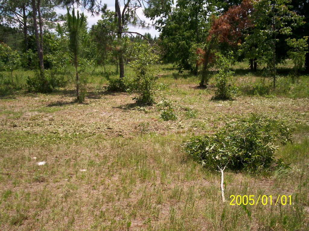 Picture2520168 Sharon Williamson Flickr